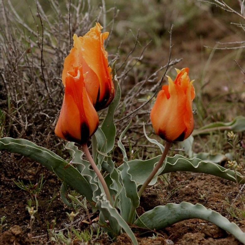Байконур степные тюльпаны