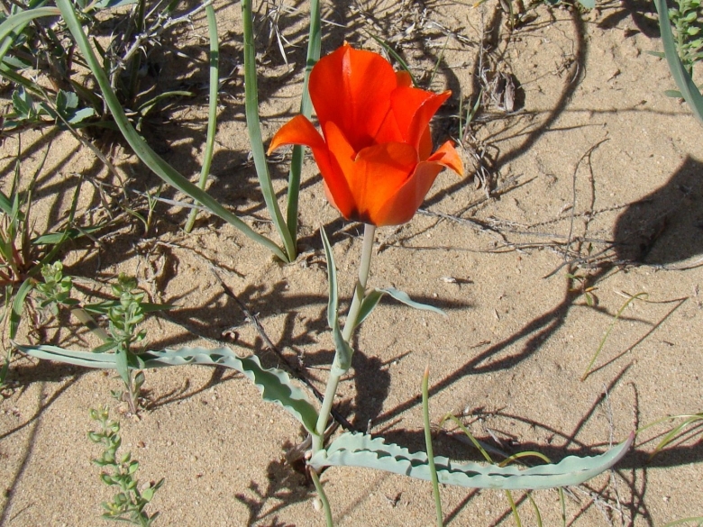 Байконур степные тюльпаны
