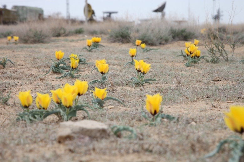 Тюльпаны в степи Казахстана Байконур