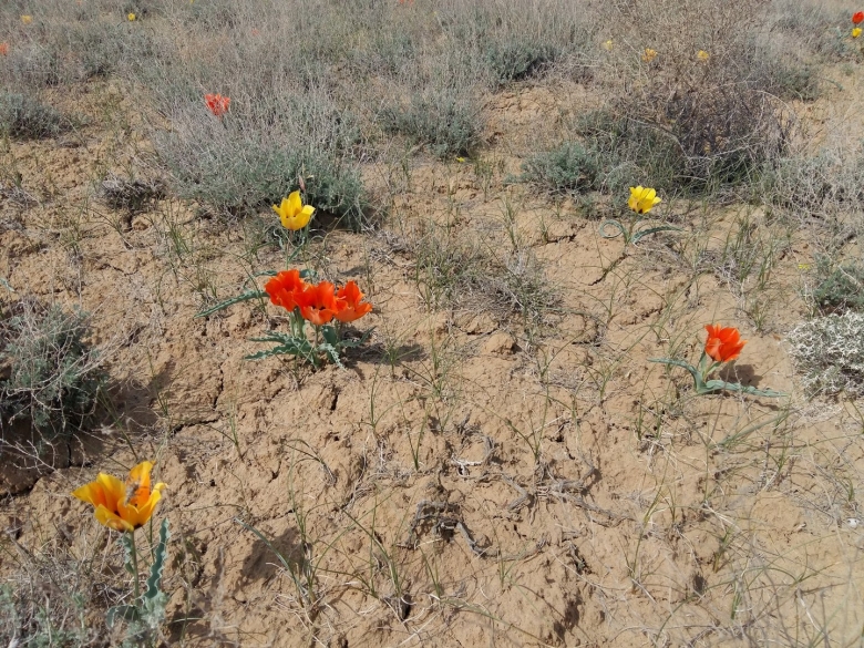 Байконурские тюльпаны степь
