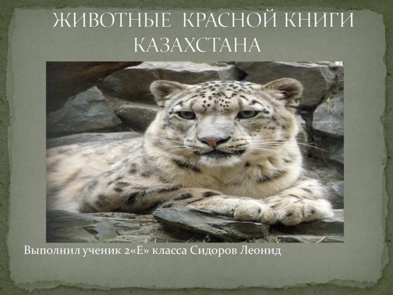 Животные из красной книги Казахстана