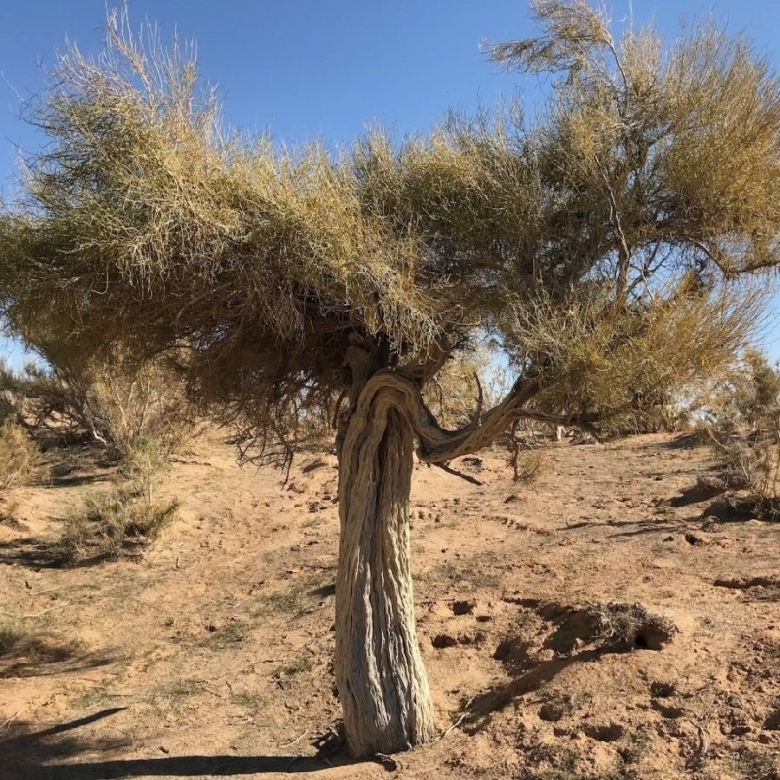 Саксаул зайсанский