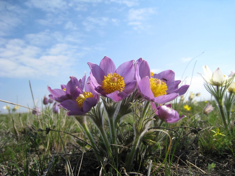 Коргалжынский заповедник Флора