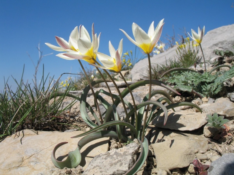 Tulipa bifloriformis