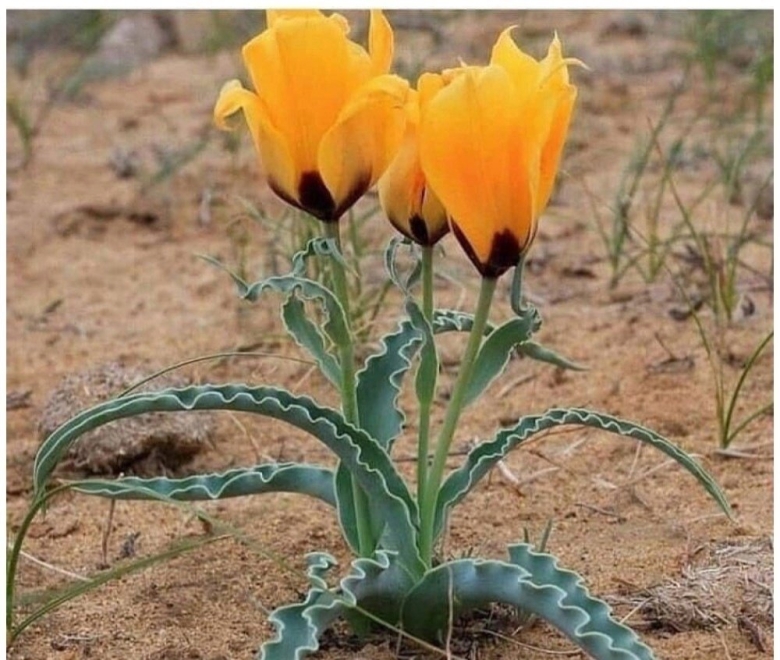 Степной тюльпан Борщова