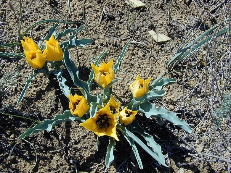 Байконур степные тюльпаны