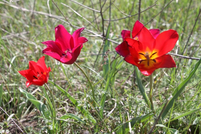Степные тюльпаны