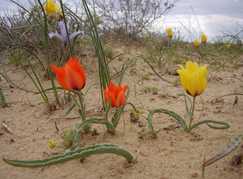 Байконурские тюльпаны степь