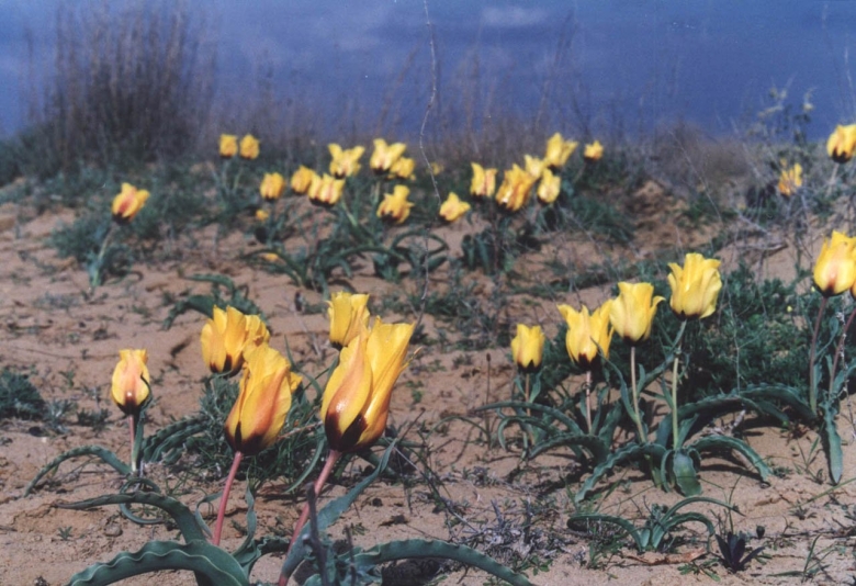 Тюльпаны в степи Казахстана Байконур
