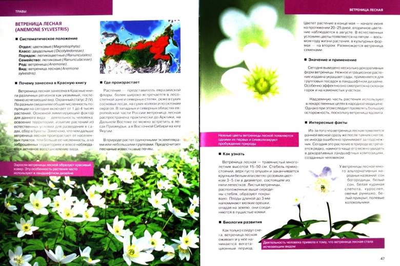 Растения из белой страницы красной книги