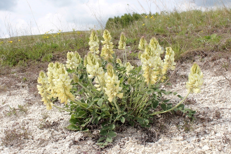 Копеечник крупноцветковый