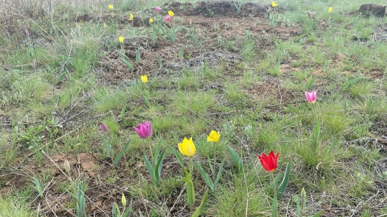 Цветение тюльпанов Оренбургская степь