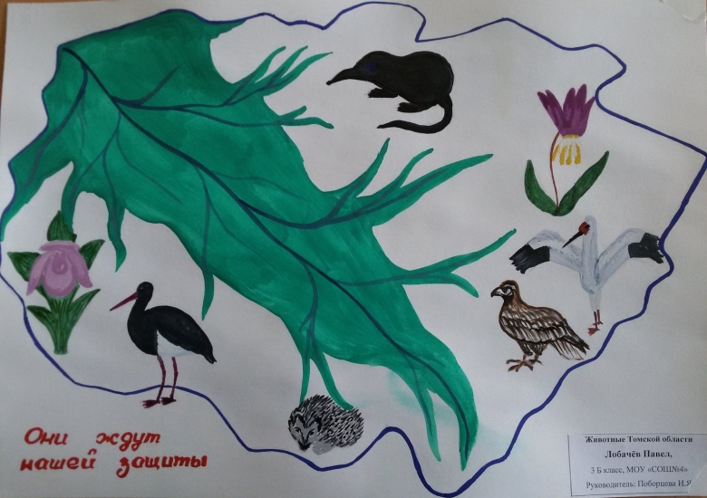 Животные и растения красной книги рисунки