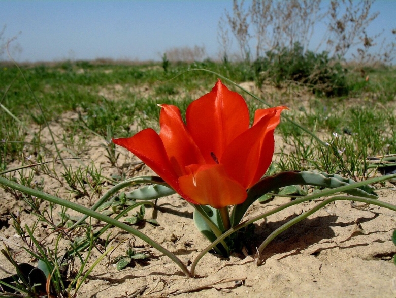 Дикие тюльпаны Казахстана