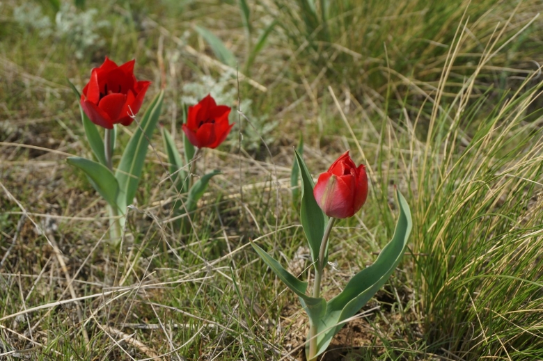 Дикие тюльпаны Казахстана
