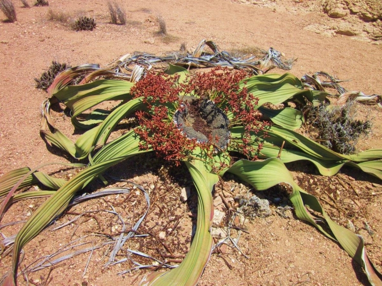 Вельвичия растение