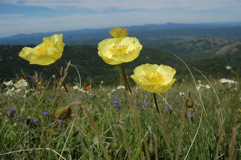 Тигирекский заповедник Алтайского края