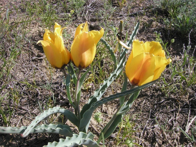 Степной тюльпан Грейга