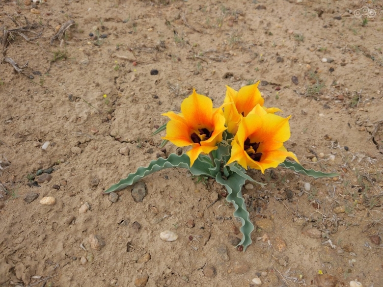 Тюльпаны степь Байконур