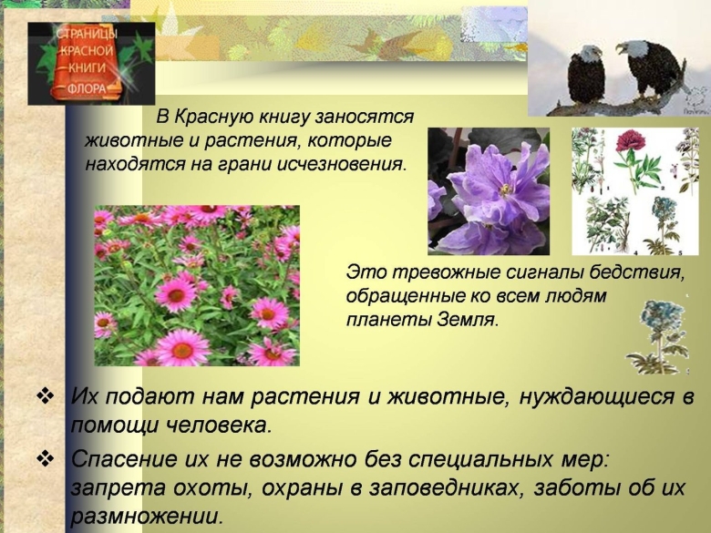 Проект красная книга животные и растения