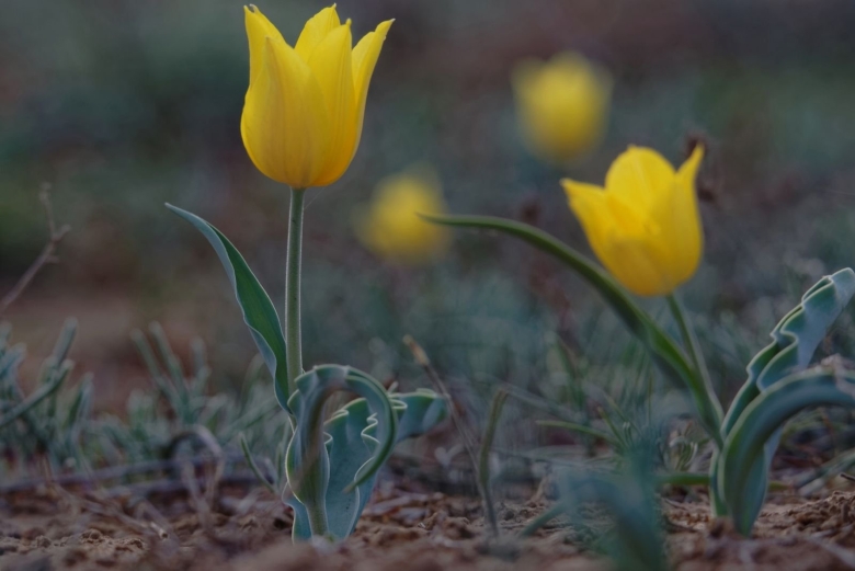 Тюльпан Шренка Астраханская область