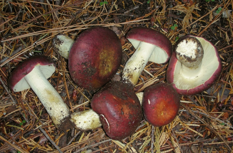 Сыроежка буреющая Russula xerampelina
