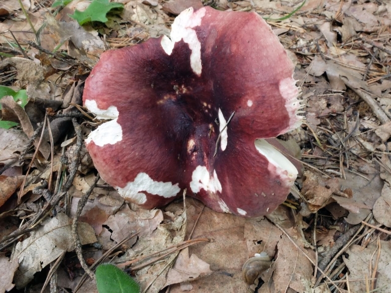 Сыроежка фиолетовоногая