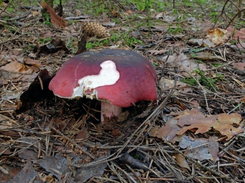 Гриб с бордовой шапкой