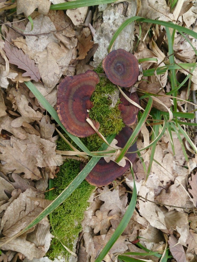 Дедалеопсис трехцветный