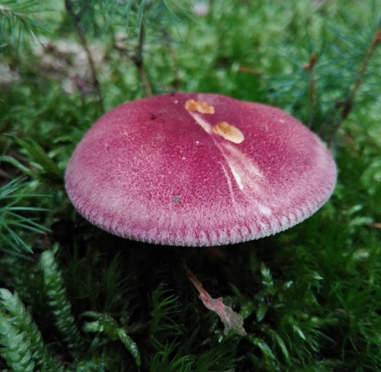 Красные грибы съедобные