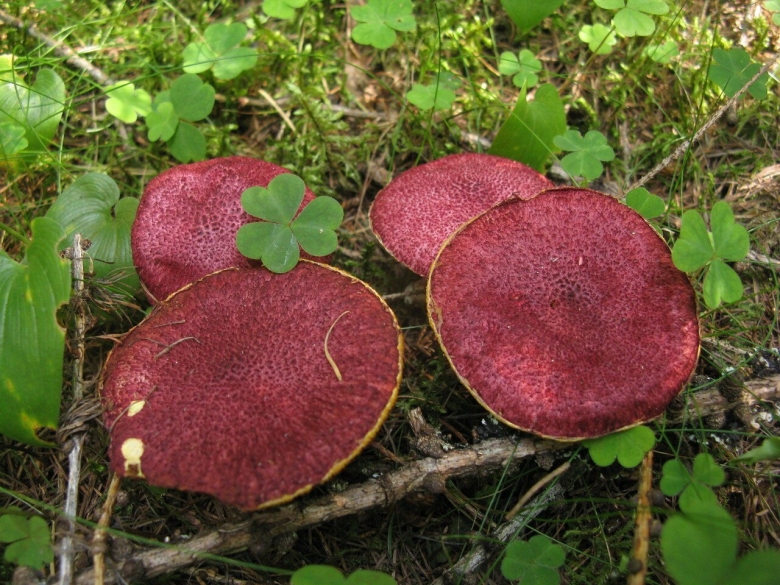 Моховик полоножковый