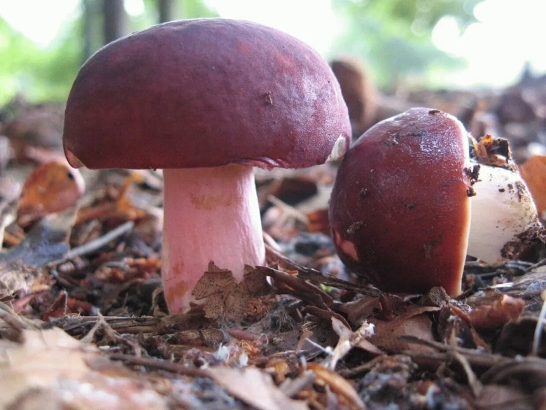 Сыроежка с красной шляпкой