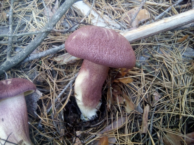 Гриб Трихоломопсис рутиланс