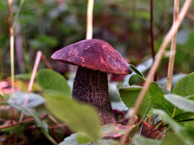 Подберезовик гриб шляпка