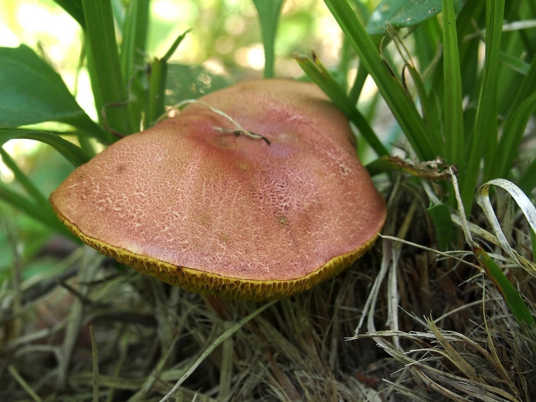 Моховик красный Xerocomus rubellus