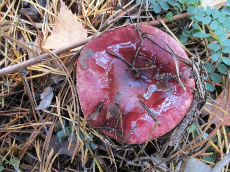 Сыроежка сардониксовая russula sardonia