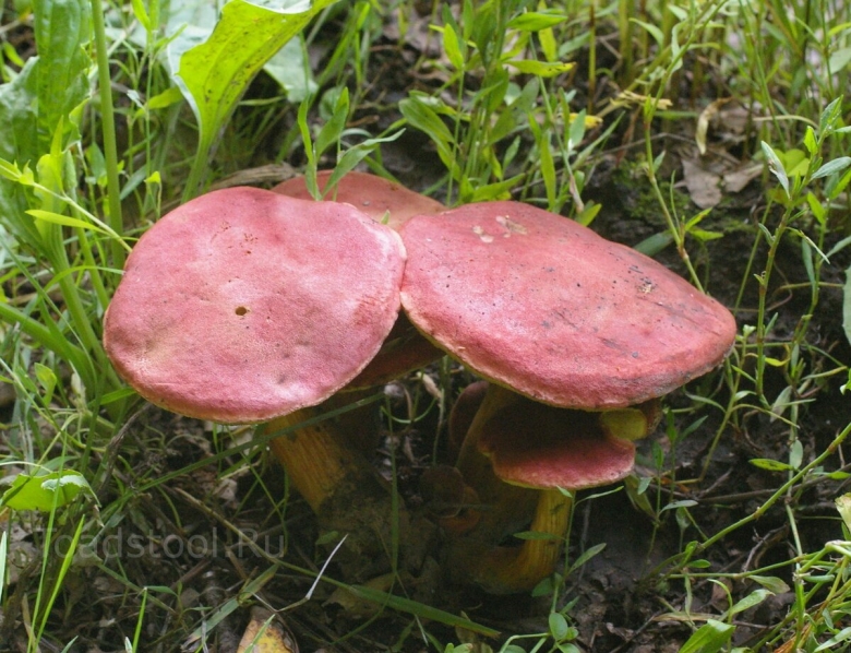 Гриб моховик красный