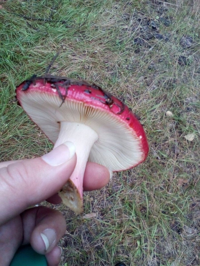 Сыроежка буреющая Russula xerampelina
