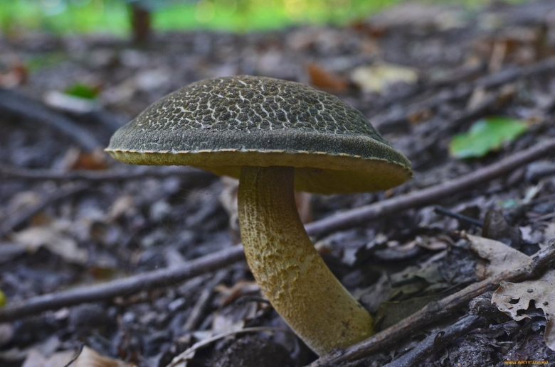 Моховик зеленый xerocomus subtomentosus