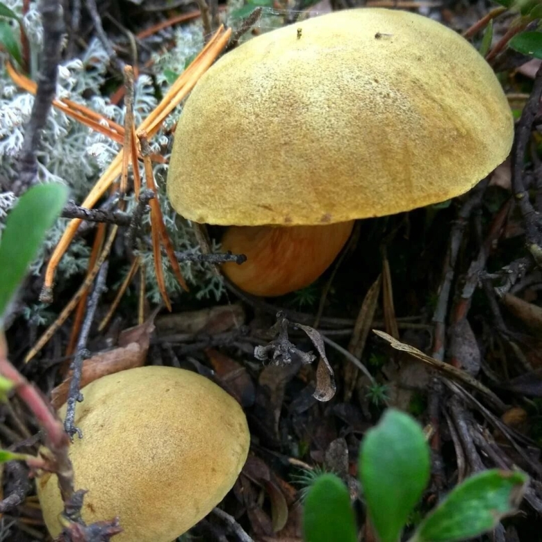 Моховик желто бурый