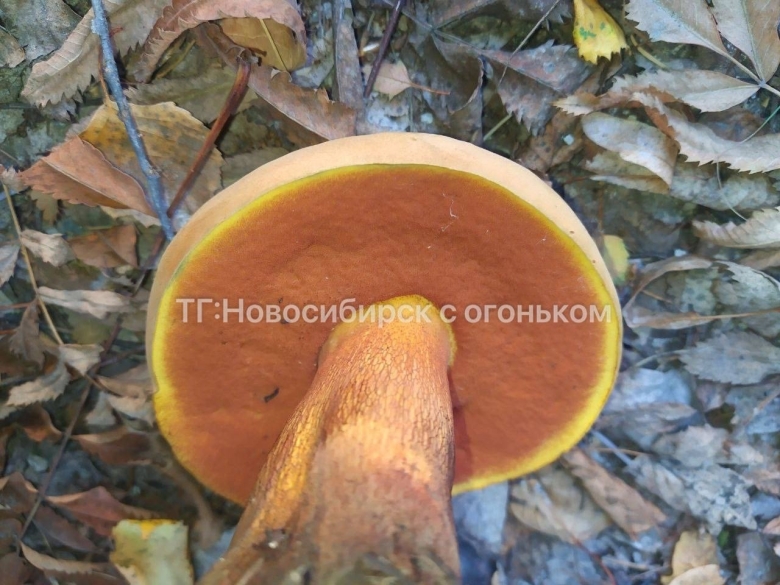 Дубовик оливково бурый