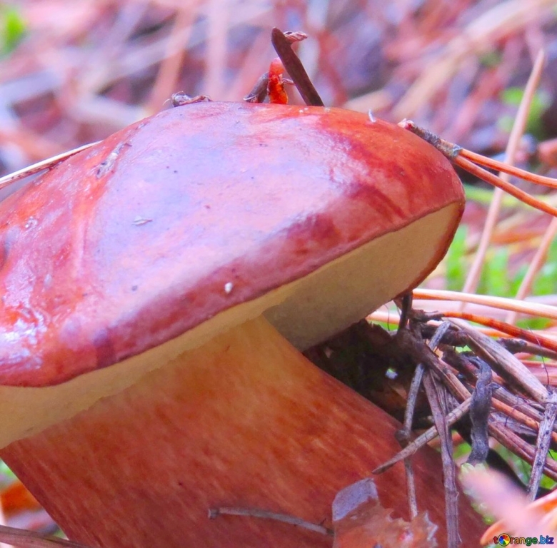 Гриб с бордовой шляпкой и белой ножкой