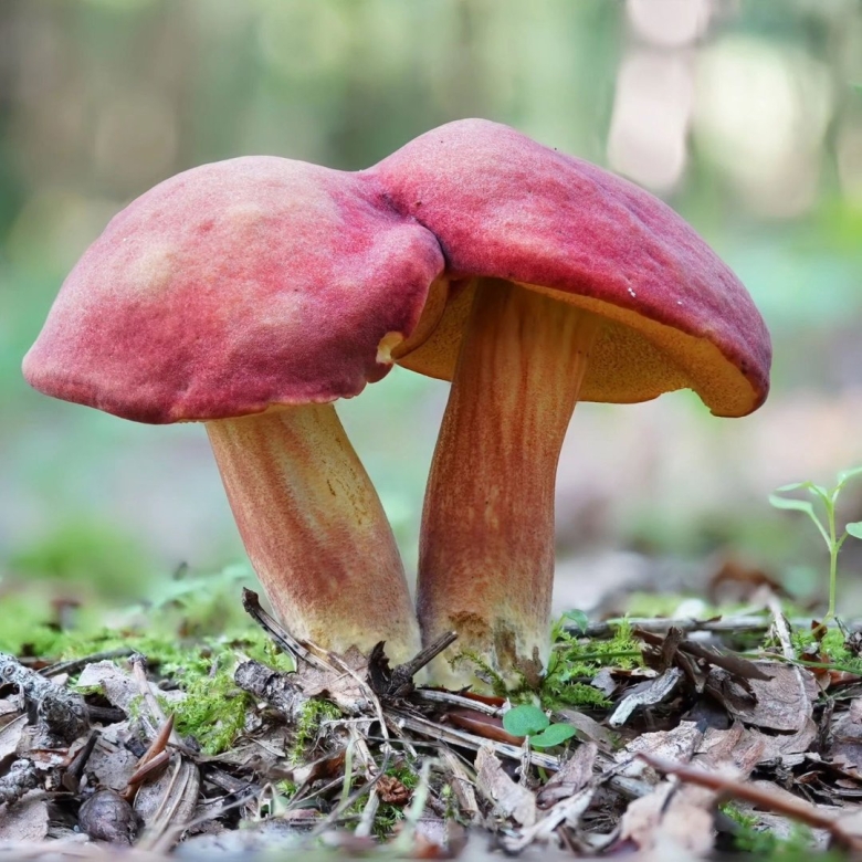 Моховик красный xerocomus rubellus