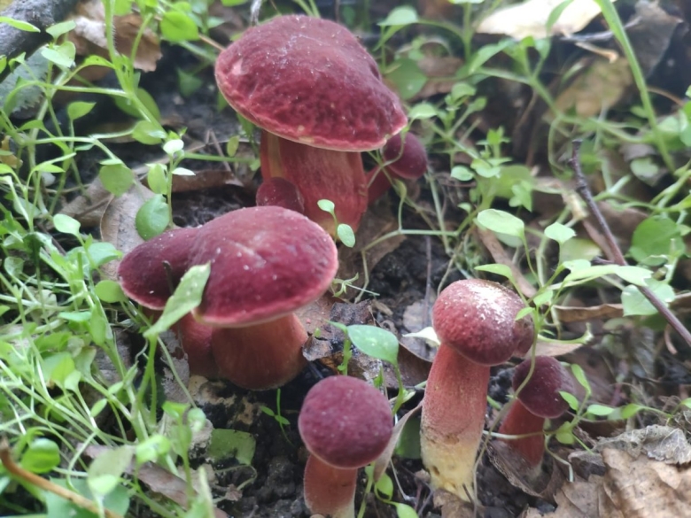 Моховик красный hortiboletus rubellus
