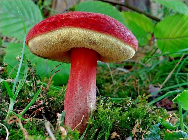 Моховик красный Xerocomus rubellus