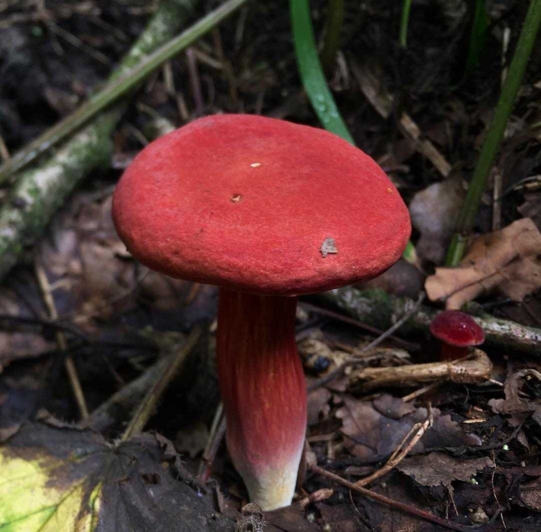 Моховик Прибрежный Xerocomellus ripariellus