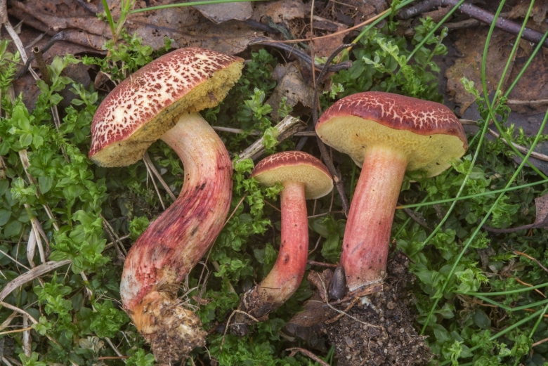 Моховик красный Hortiboletus rubellus
