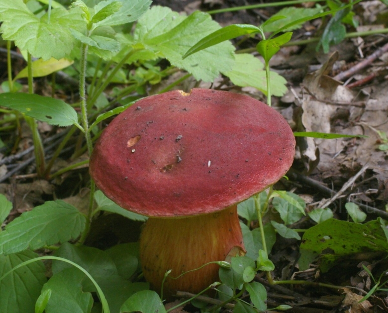 Моховик красный xerocomus rubellus