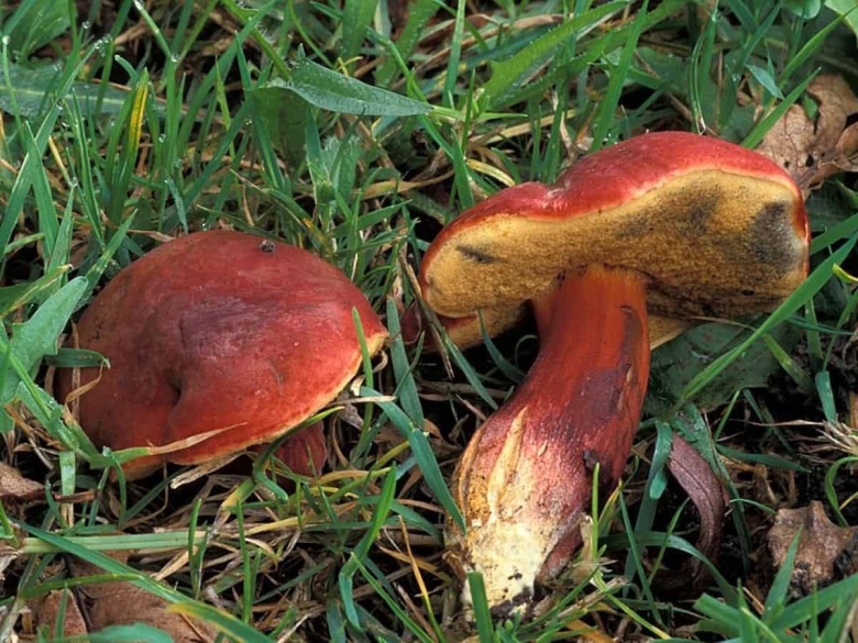 Моховик красный Hortiboletus rubellus