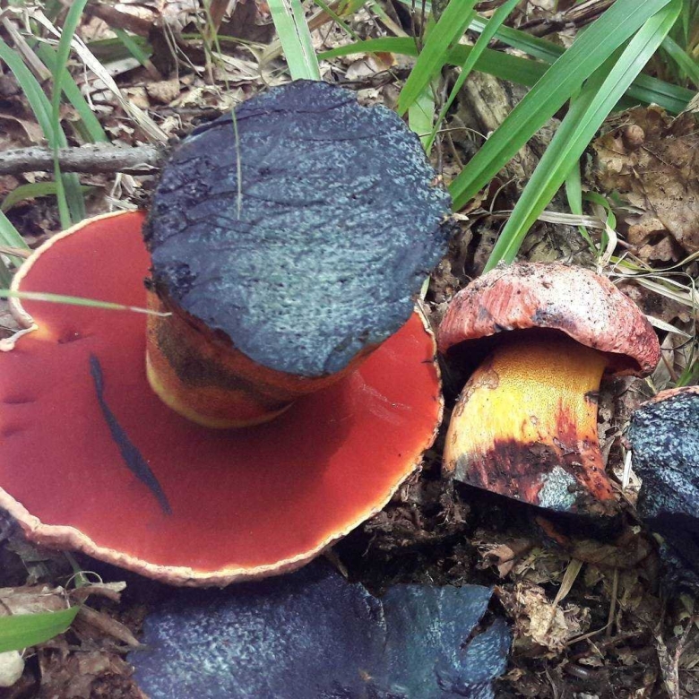 Гриб Дубовик обыкновенный поддубовик